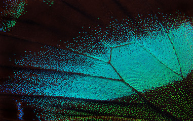 Aufkleber - Wing of the butterfly. Papilio blumei. Close up. Wing of a butterfly texture background.      