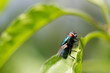 A common European greenbottle fly perched on a plant leaf