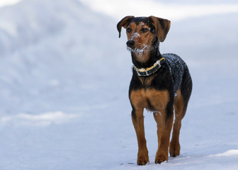 Cool young mongrel on a walk in winter