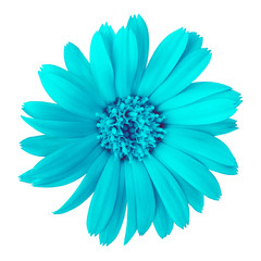 Poster - flower cyan calendula, isolated on a white  background. Close-up. Element of design.