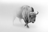 Fototapeta Sawanna - bison walking out of the mist greyscale image