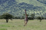 Fototapeta Sawanna - Giraffe, young Masai Giraffe, Serengeit