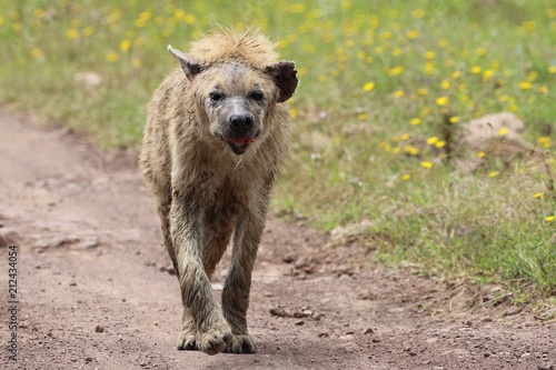 Hyena Old Hyena Serengeti Buy This Stock Photo And Explore Similar Images At Adobe Stock Adobe Stock