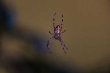 spider on a web