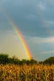 Fototapeta Tęcza - rainbow over the field