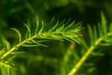 Aquatic plant - elodea in aquarium. Selective focus.