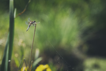 Wall Mural - Dragonfly on Dry Grass at Summer Wetland Meadow