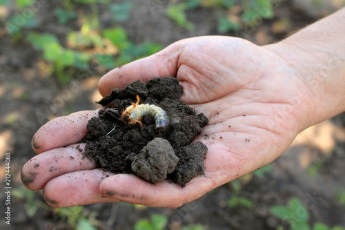 Fotografía Gardener holds larva of cockchafer beetle in his hand.