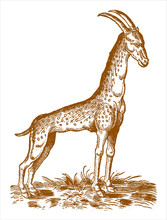 Cameleopard Or Giraffe (giraffa Camelopardalis) Standing In A Landscape With Grasses. Illustration After A Historical Woodcut Engraving From The 16th Century