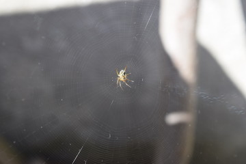 spider on the web