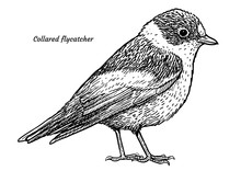 Collared Flycatcher, Ficedula Albicollis Illustration, Drawing, Engraving, Ink, Line Art, Vector