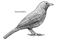 Common Blackbird, Turdus Merula Illustration, Drawing, Engraving, Ink, Line Art, Vector