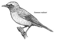 Common Redstart, Phoenicurus Phoenicurus Illustration, Drawing, Engraving, Ink, Line Art, Vector