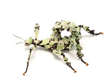 Giant Prickly Stick Insect , Extatosoma Tiaratum, From Australia. A Popular Pet. Here Lichen Color Morph. Female On White.