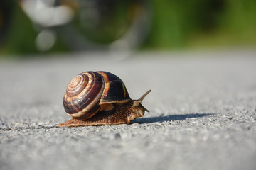 Wall Mural - Snail crawling on the asphalt road. Burgundy snail, Helix, Roman snail, edible snail or escargot crawling