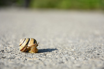 Wall Mural - Snail crawling on the asphalt road. Burgundy snail, Helix, Roman snail, edible snail or escargot crawling