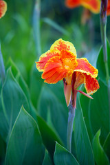 Wall Mural - Canna lily flowers