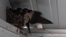 Swallow Chicks, Hirundinidae, In Nest In Shed Waiting To Be Fed By Adults In July, Scotland.