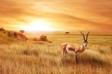 Wall Mural - lonely antelope (eudorcas thomsonii) in the african savanna against a beautiful sunset. african land