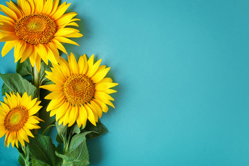 Fotomurales - Beautiful sunflowers on blue background. View from above. Background with copy space.