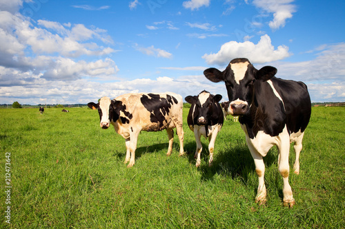 Fotografía France > Campagne > élevage > Vache