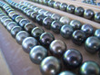 canvas print picture - black pearls, just harvested on a pearl farm in the Fakarava atoll, Tuamotus, French Polynesia