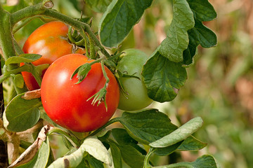 Green and red tomatoes growing on a branch in a greenhouse