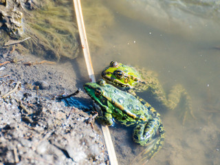 Green frog family