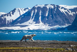 Fototapeta Natura - Polar bear in south Spitsbergen.