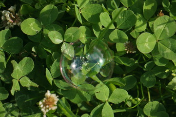 soap bubbles on the grass