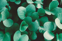 Background Of Saturated Green Leaves. Close Up Growing Plant - Pohuehue Beach Runners Or Morning Glory. Top View, Photo For Backdrop, Design Element In Natural Concept.