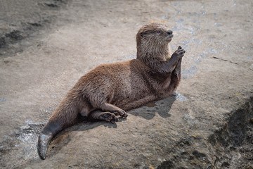 Poster - An asian short-clawed otter lying in the sun with its front paws together as if it is praying