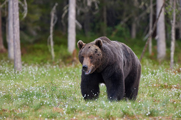 Wall Mural - Big brown bear