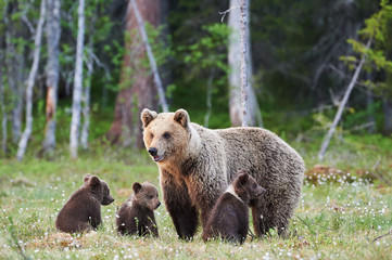 Wall Mural - mummy bear and her three little puppies
