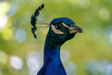 Proud Peacock With Bokeh
