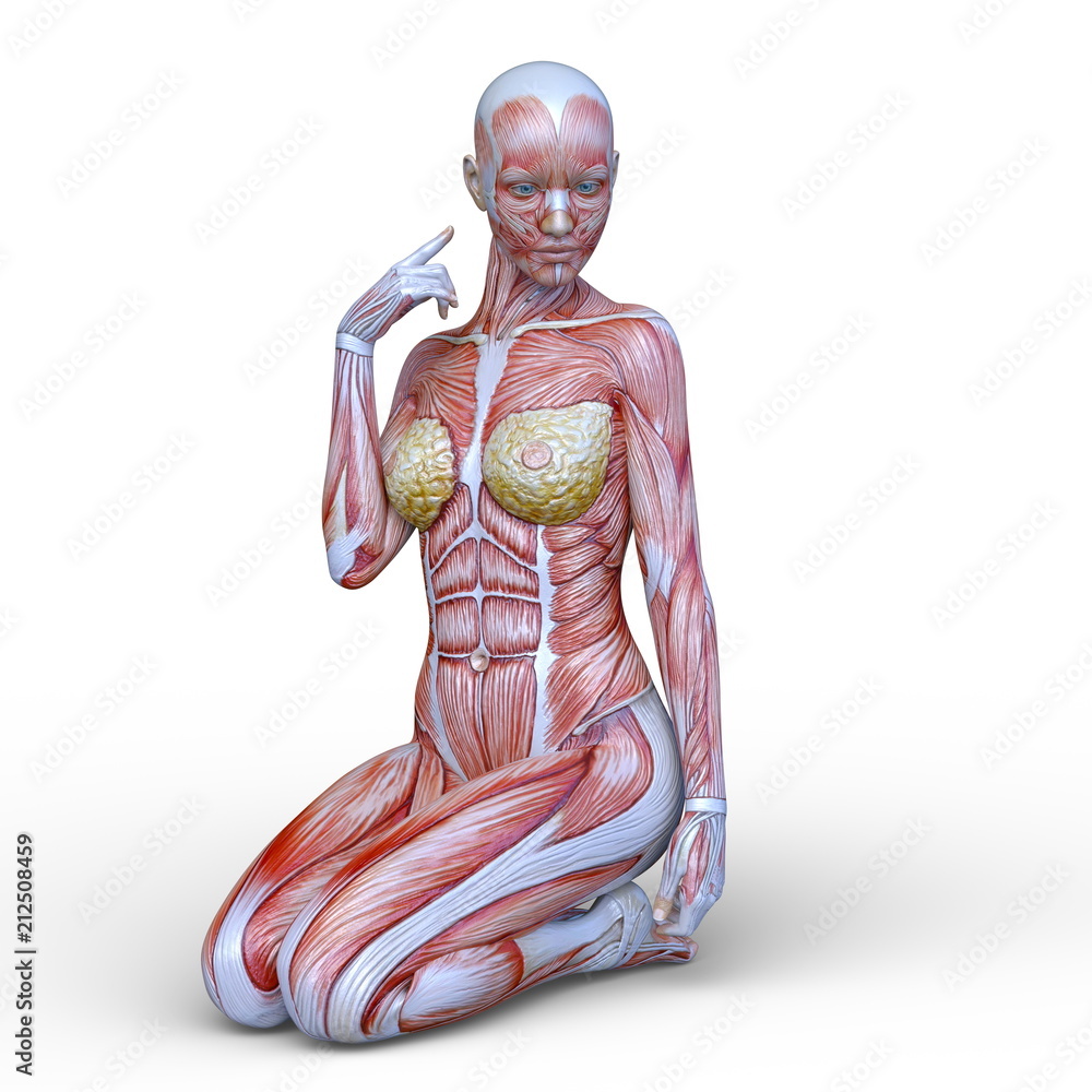 女性人体模型Stock Illustration | Adobe Stock, image size:1000x1000