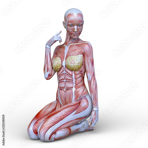 女性人体模型 Buy This Stock Illustration And Explore Similar Illustrations At Adobe Stock Adobe Stock 女性人体模型 Buy This Stock Illustration And Explore Similar Illustrations At Adobe Stock Adobe Stock