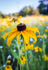 Wall Mural - field of wildflowers. rudbeckia or black eyed susan