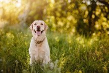 Active, Smile And Happy Purebred Labrador Retriever Dog Outdoors In Grass Park On Sunny Summer Day.