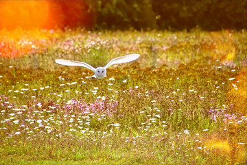 Canvas Print - Barn Owl flying through a meadow