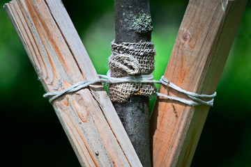 Stakes for support tree with a rope and boards is close