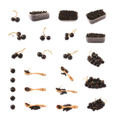 Wall Mural - Set of black currant compositions