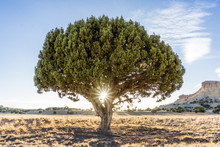 Alone Juniper Tree In The Desert