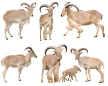 Male And Female Barbary Sheep Isolated
