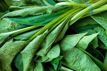 Green comfrey leaves