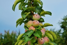 Ripe Apples On A Columnar Apple Tree