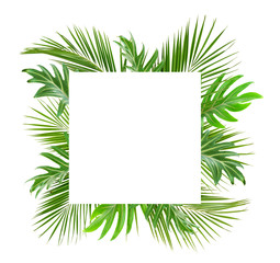 Wall Mural - Green palm branches and monstera leaves with card for text