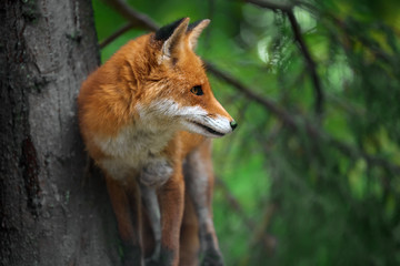 Canvas Print - Portrait of a red fox (Vulpes vulpes)