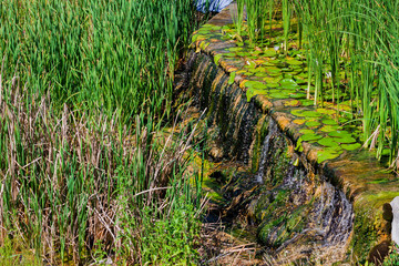  Artificial dike with water lily and reeds