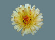 Flower of a plant of calendula.
